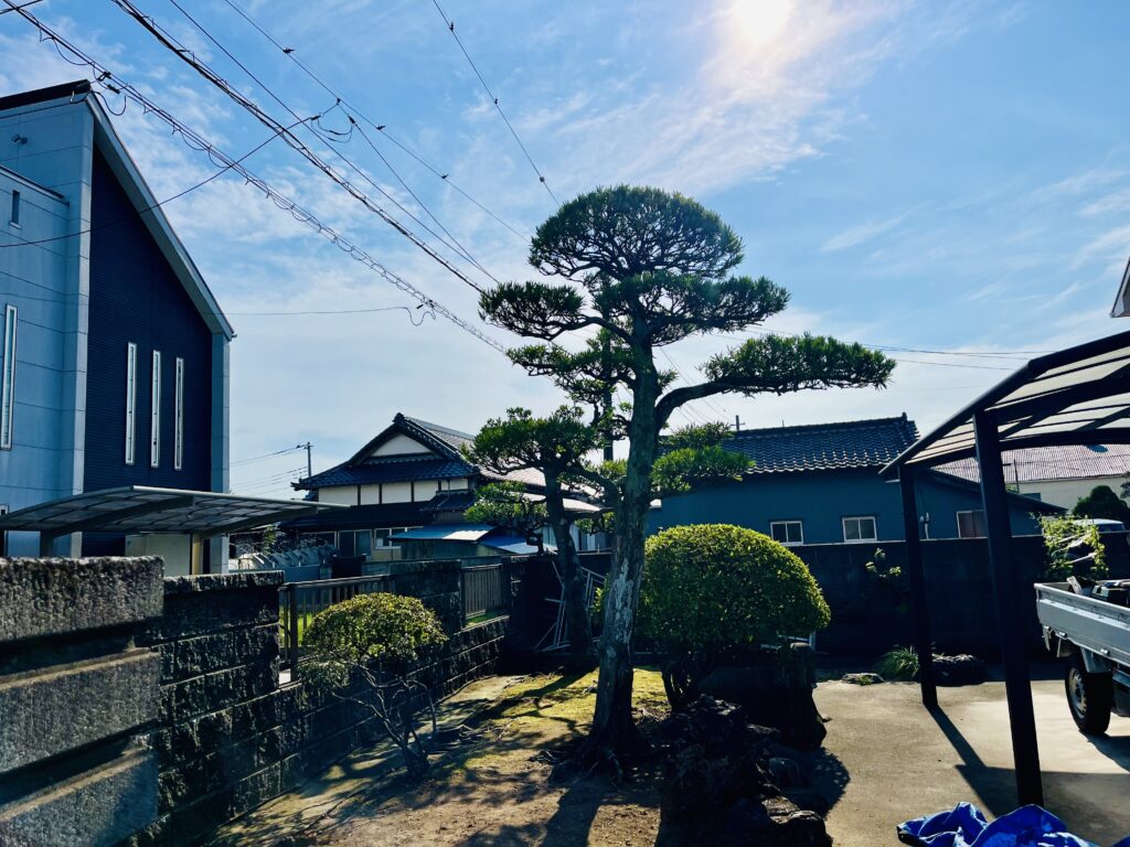 マキの透かし剪定後