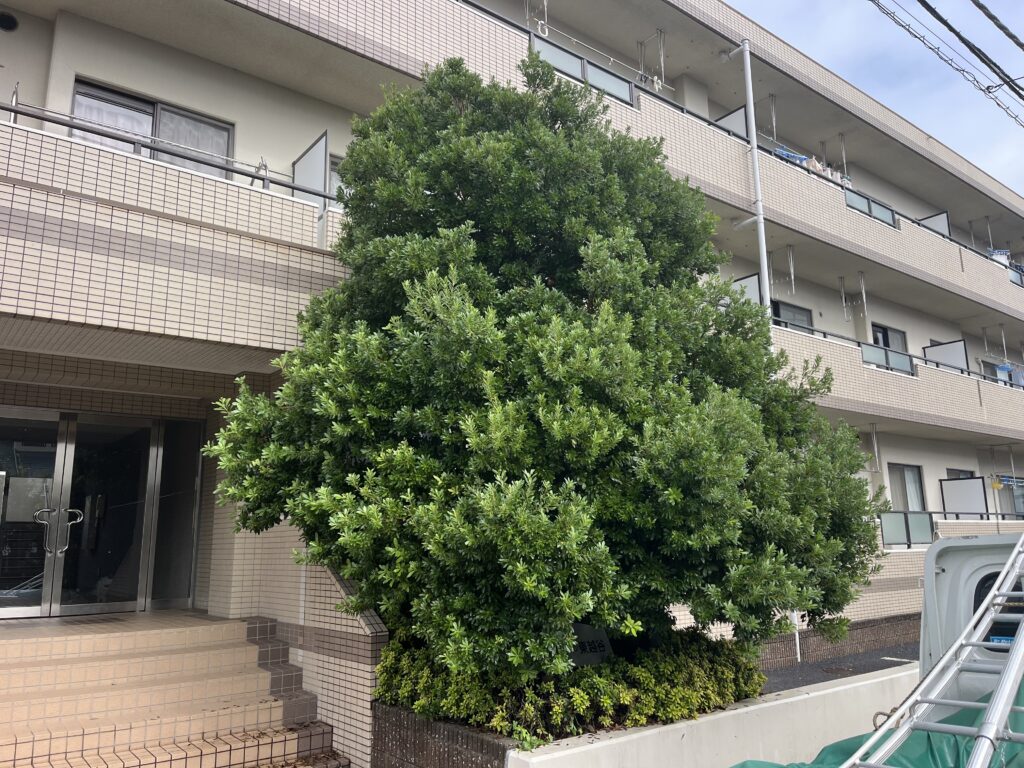 マンション植栽管理　施工前１