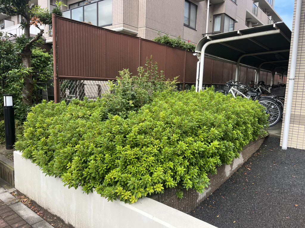 マンション植栽管理　施工２