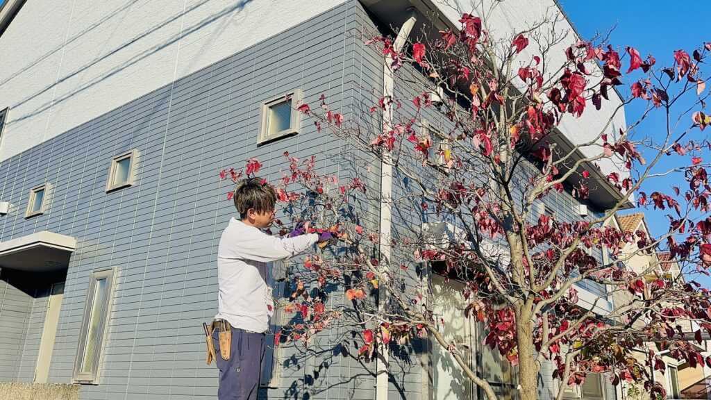 ハナミズキの剪定作業中２