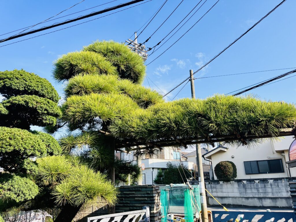 門かぶり　黒松の施工前