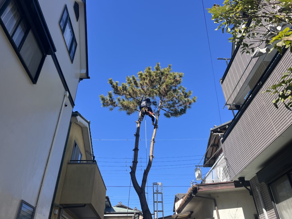 越谷市　松の伐採前