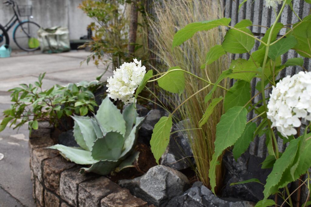 植栽 足元3