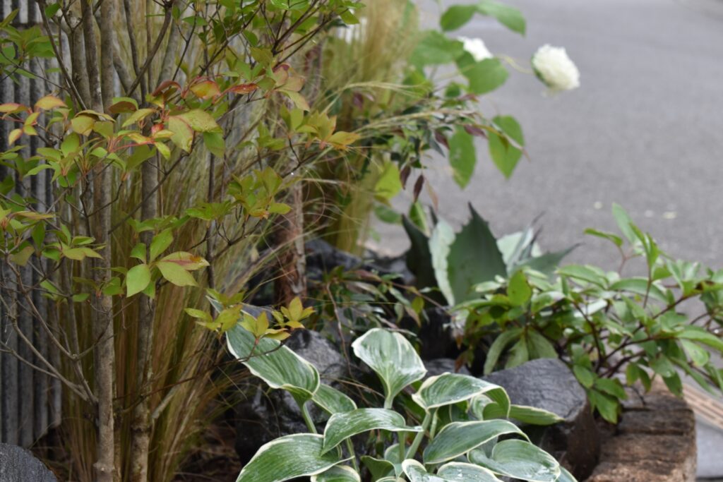 植栽 足元2