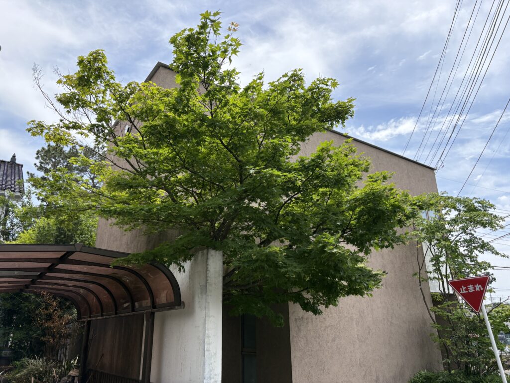 モミジ 剪定前