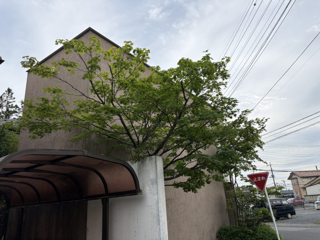 モミジ 剪定後