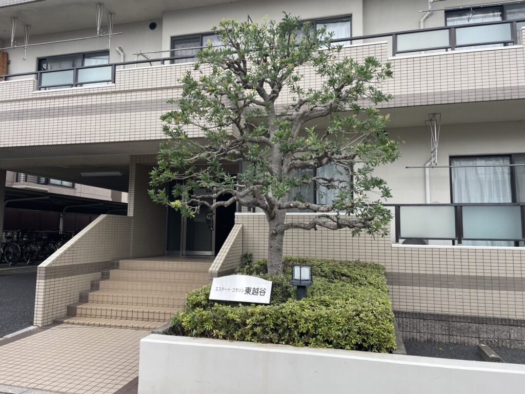 ヤマモモ 剪定後