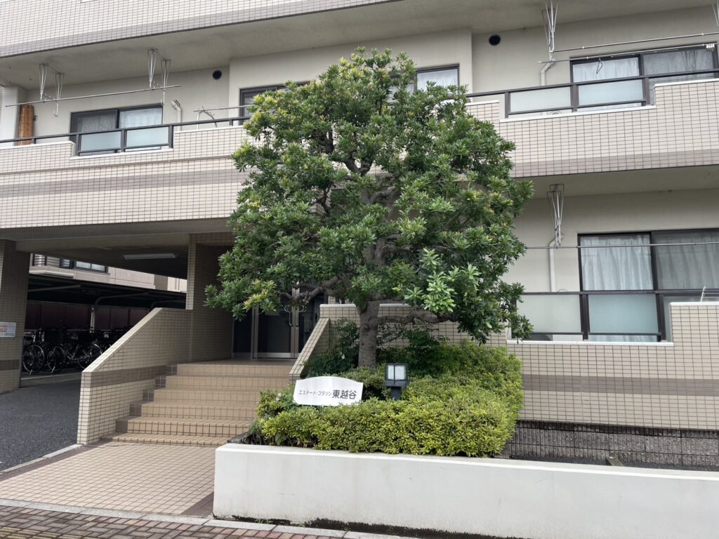 ヤマモモ 剪定前