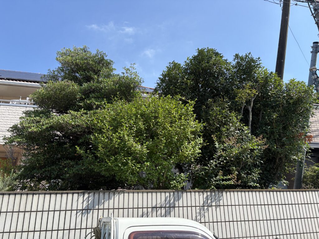 剪定前2 せんげん台 個人邸