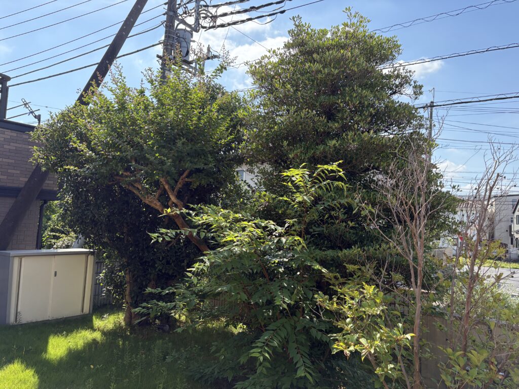 剪定前3 せんげん台 個人邸