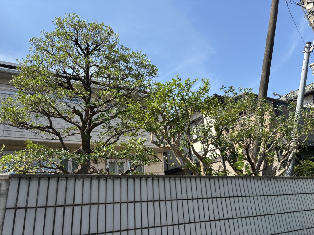 剪定後2