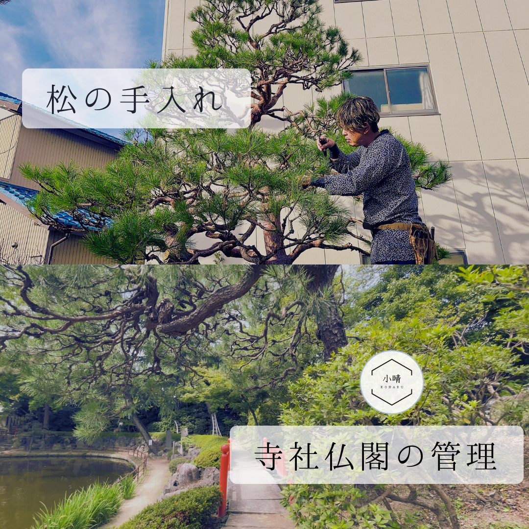 造園業務（松の手入れ）