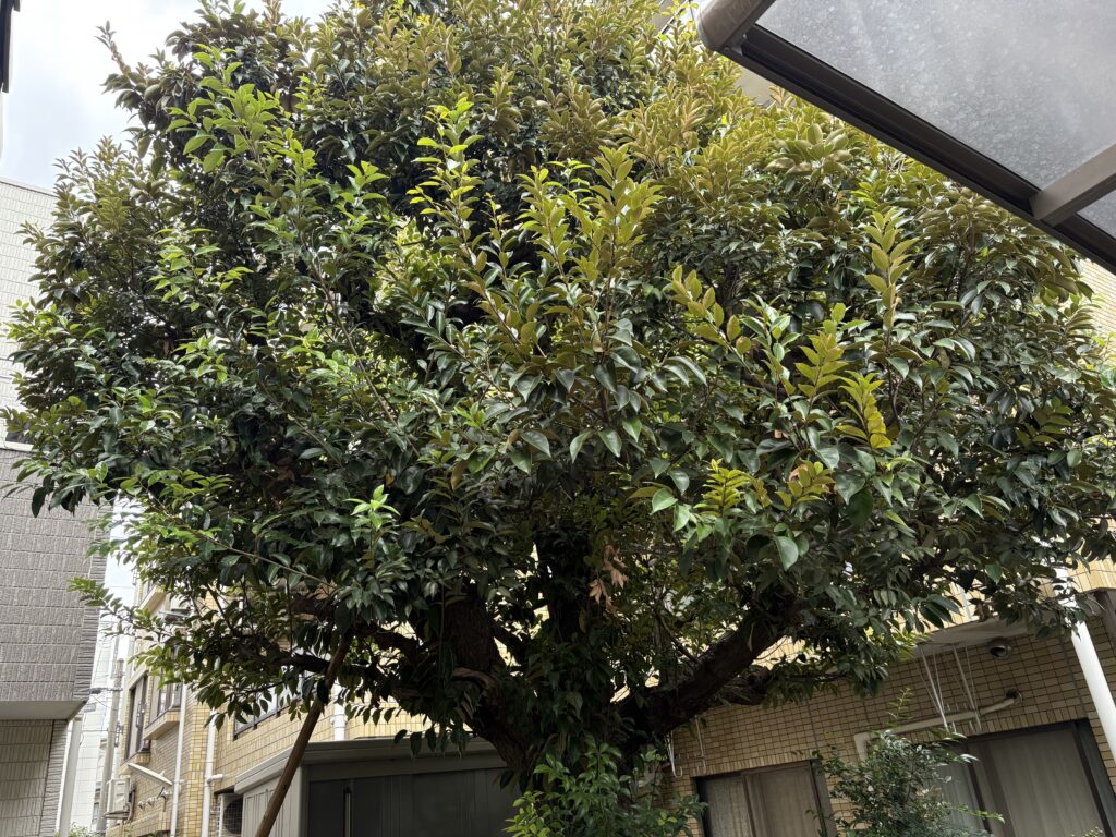 老木 シイの木 剪定前1