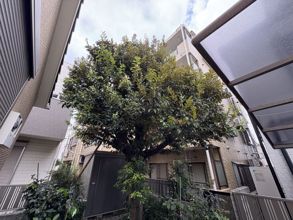 老木 シイの木 剪定前2