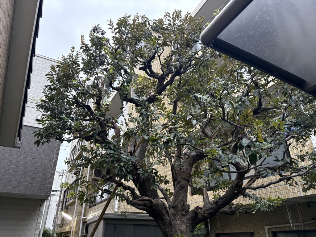 老木 シイの木 剪定後1