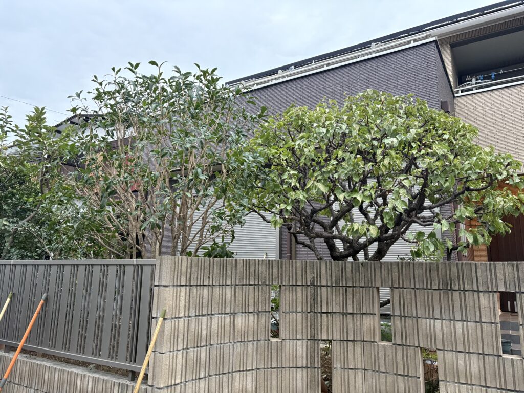 梅、キンモクセイ 剪定後