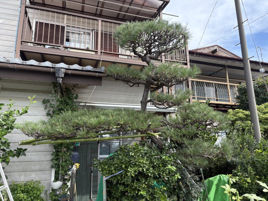 黒松　職人の技