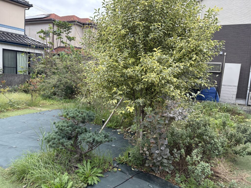 斑入りトウネズミモチ 施工前