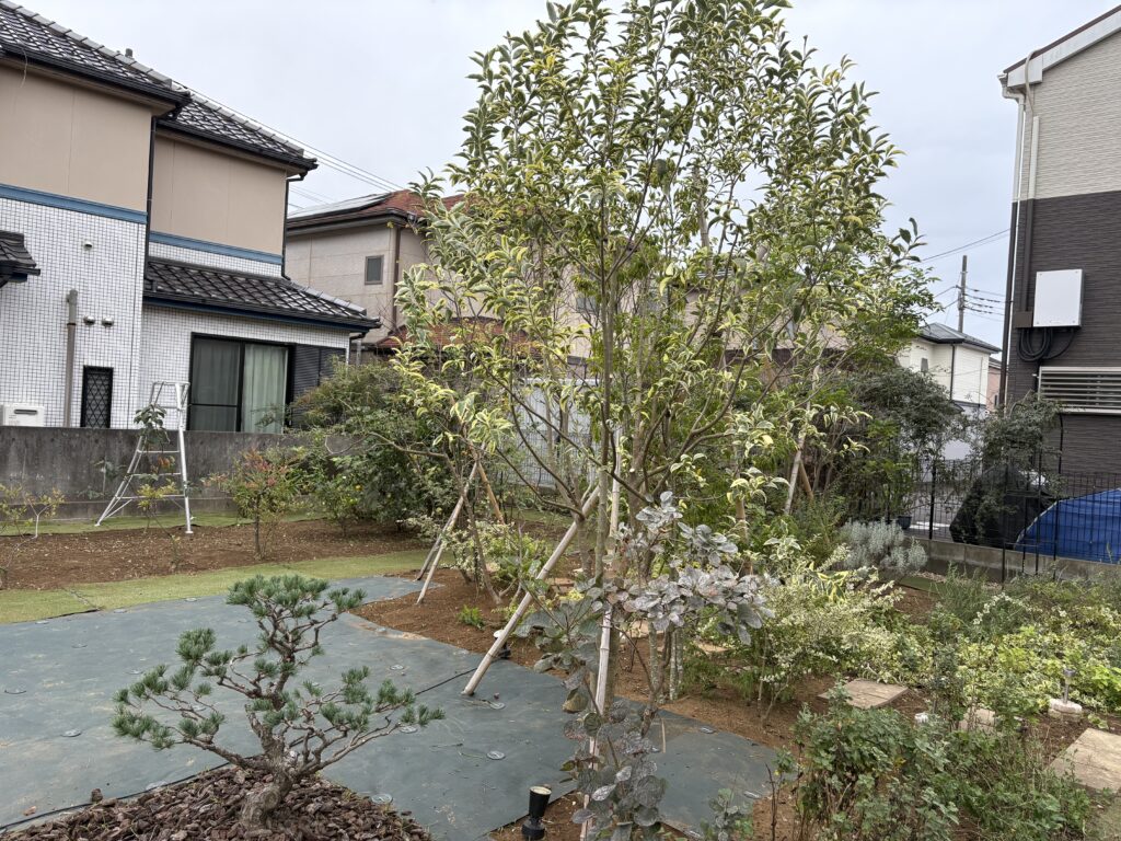 斑入りトウネズミモチ 施工後