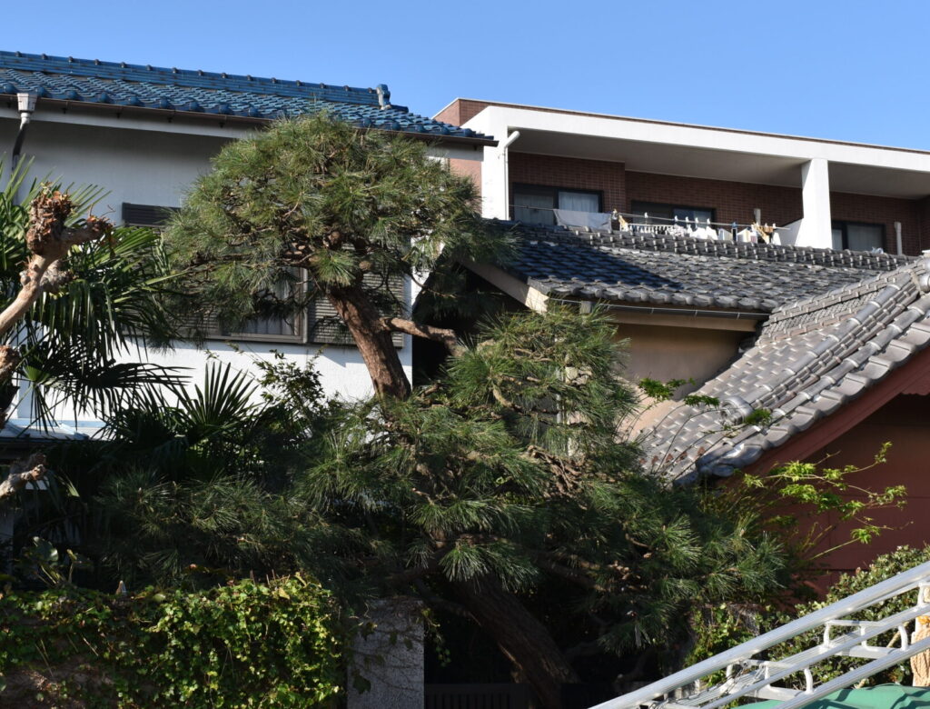 さいたま市 大宮区 赤松作業後