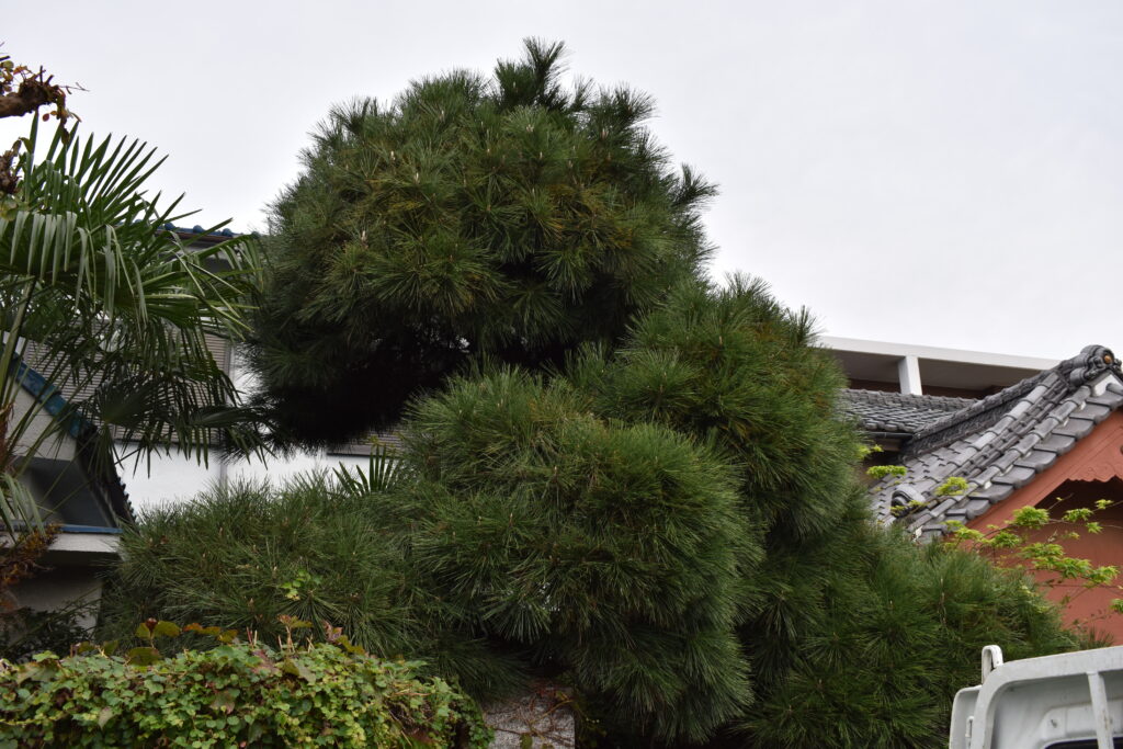 さいたま市 大宮区 赤松作業前
