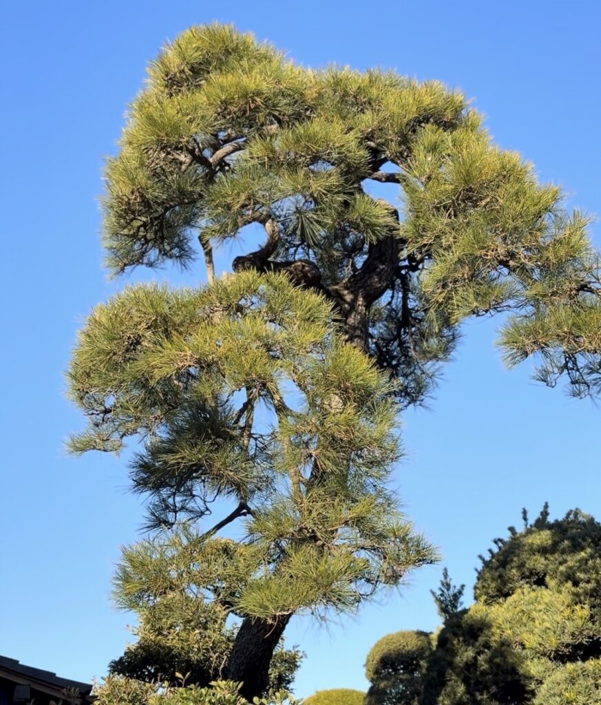 三郷市　彦野　黒松の剪定前