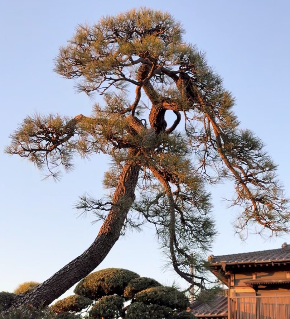 三郷市　彦野　黒松の剪定後