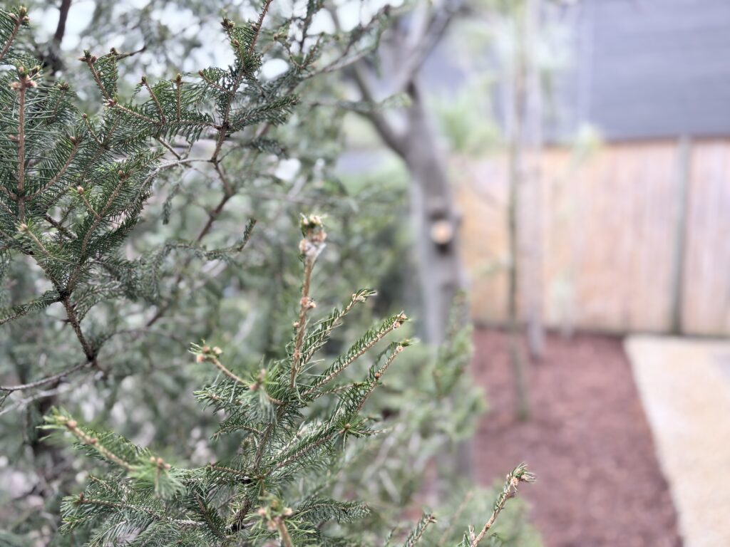 さいたま市　北欧の風を③　モミの木