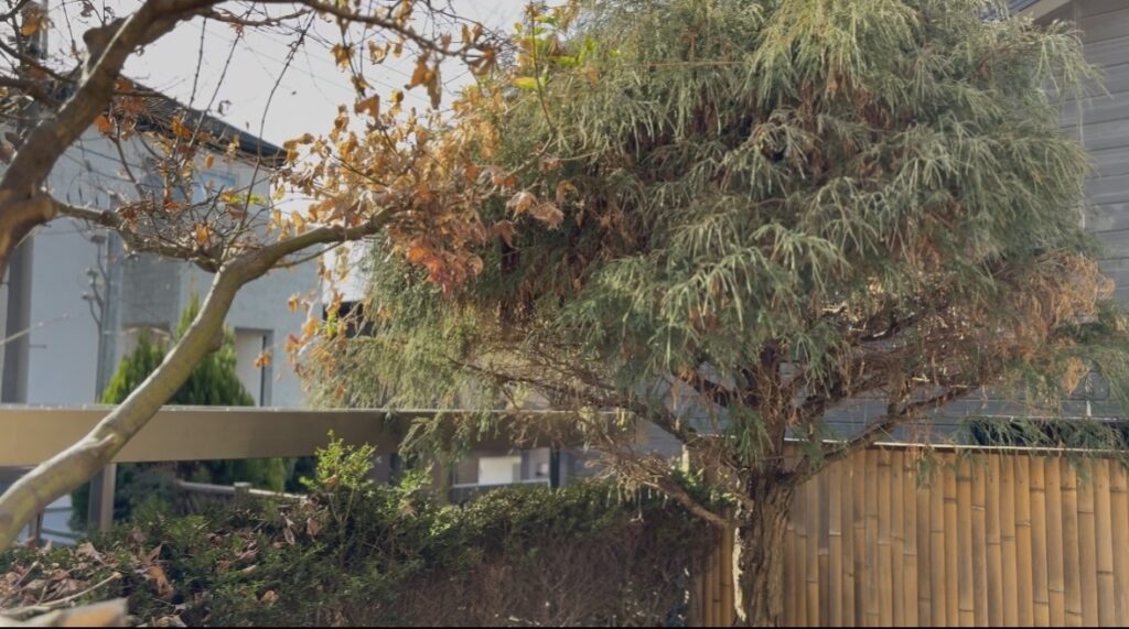 さいたま市　庭　施工前２