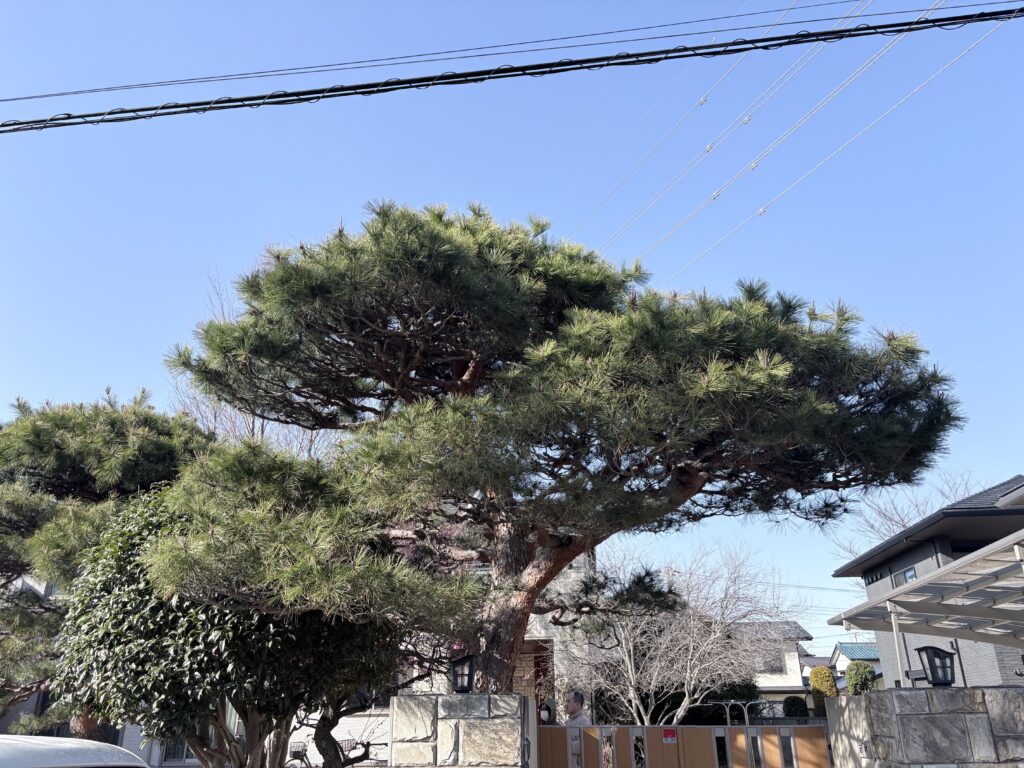 大宮区　赤松　施工前１