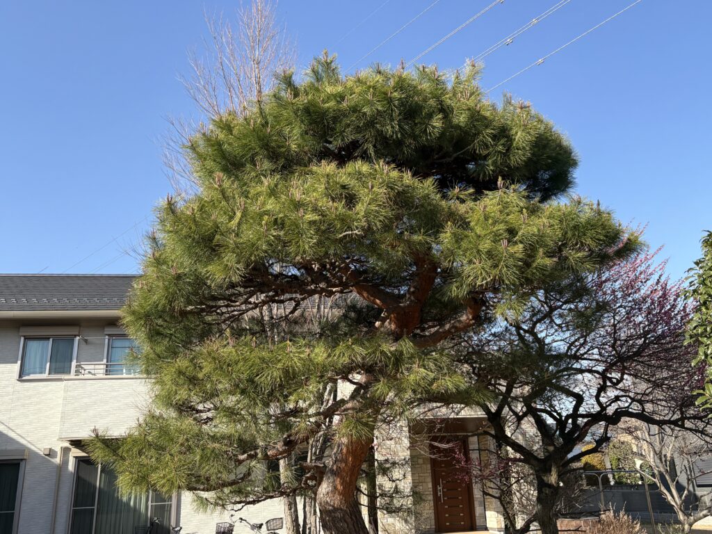 大宮区　赤松　施工前２