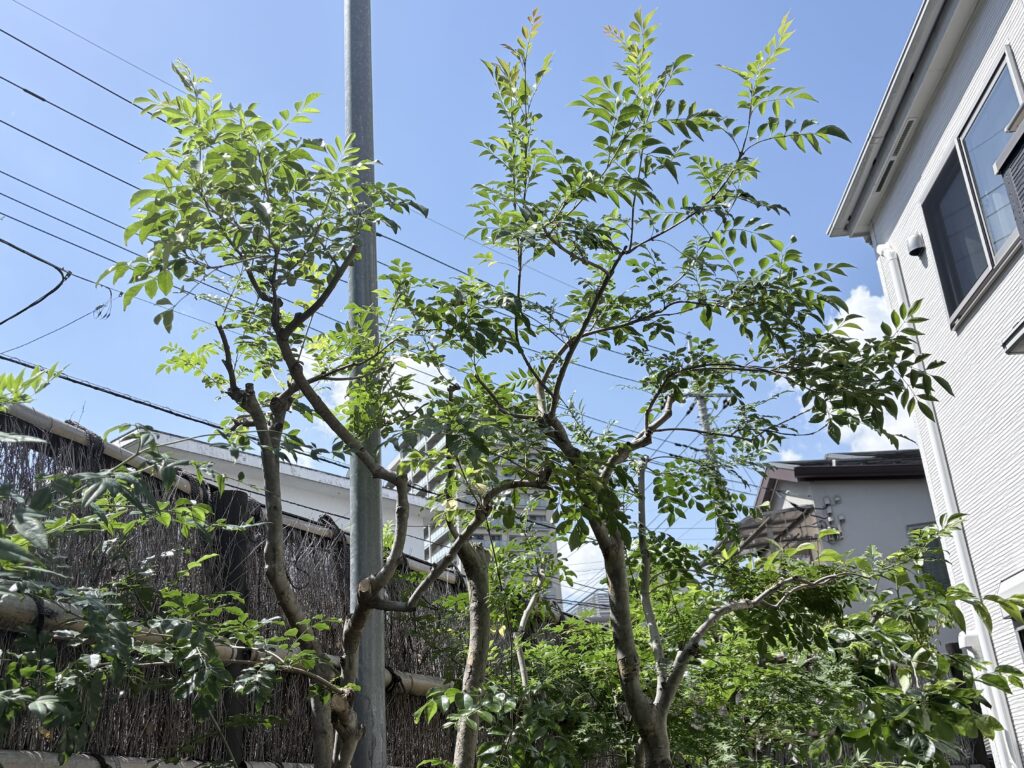 自然風なシマトネリコ