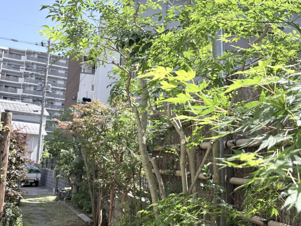 自然風な庭木