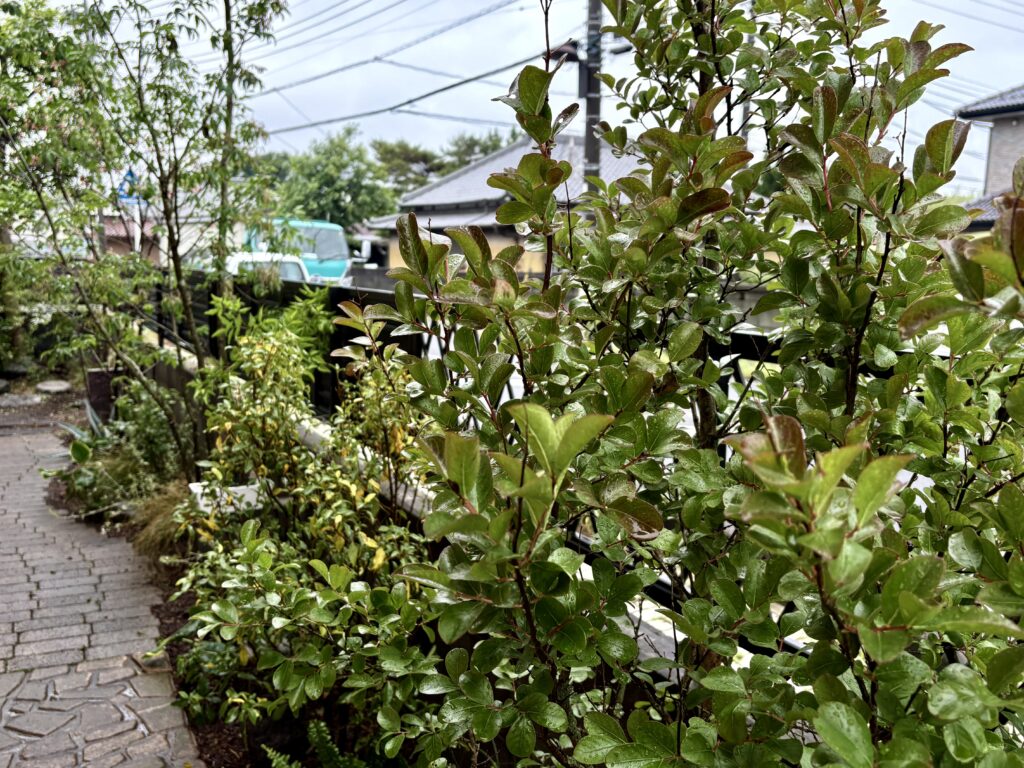 八潮市　庭づくり　サルスベリ