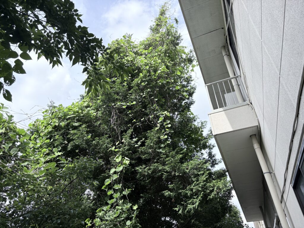企業さま 敷地内 伐採前
