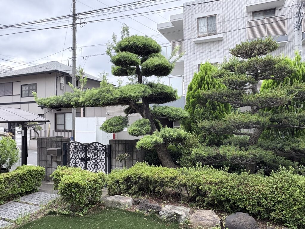 越谷　剪定　施工前
