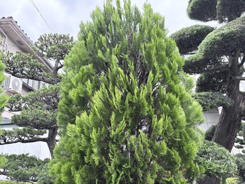 越谷　剪定　コノテガシワ