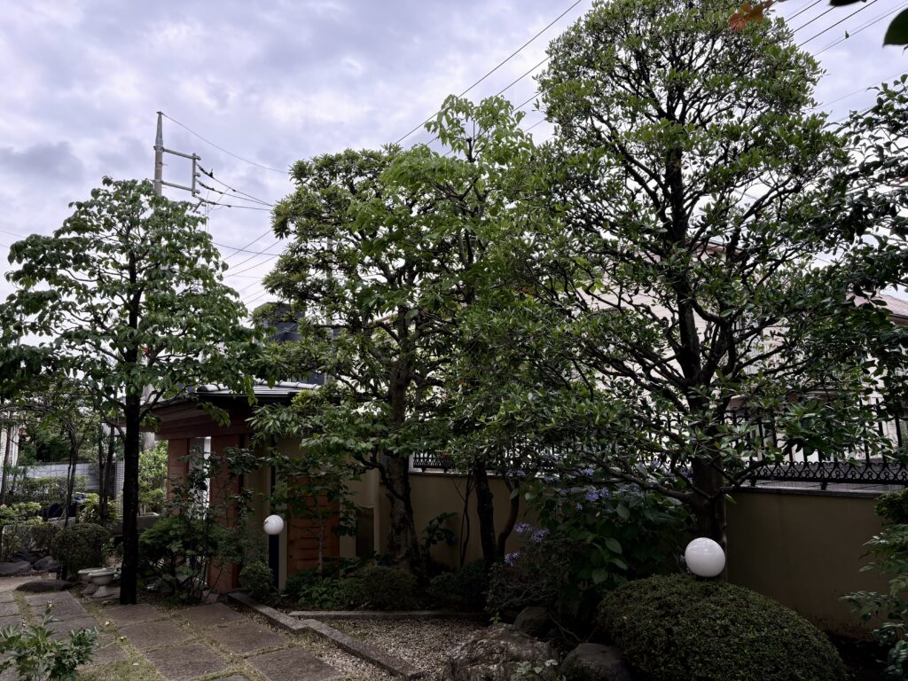 定期管理 和の雑木の庭