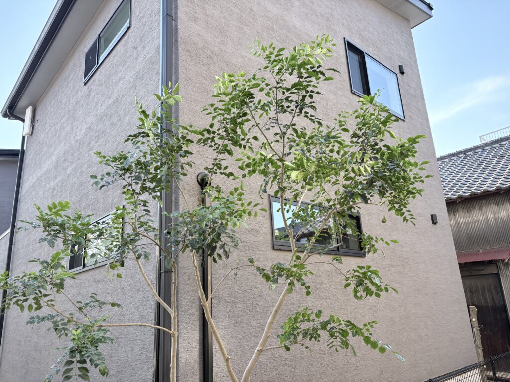 シマトネリコ