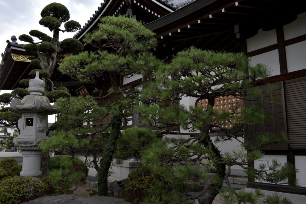 寺院　庭園管理　施工後の松