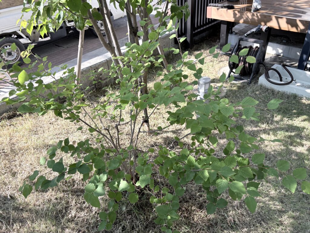 ヒュウガミズキの剪定