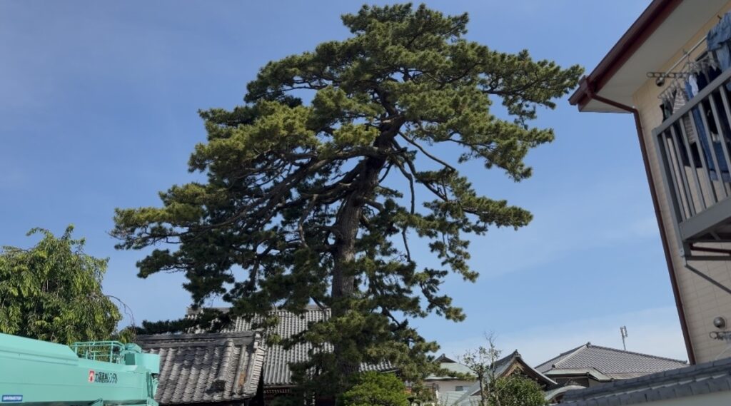 浄光寺 松 剪定前