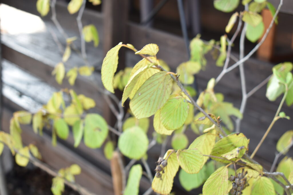 越谷市　カフェ　植栽　低木２
