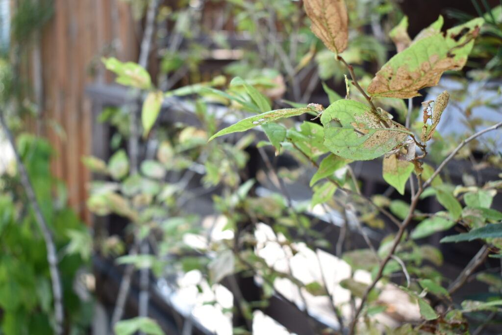 越谷市　カフェ　植栽　低木１