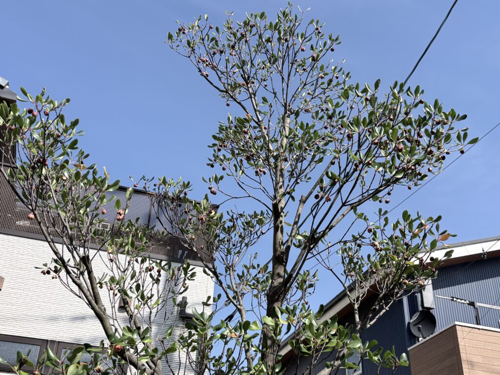 吉川市 モッコク 剪定後